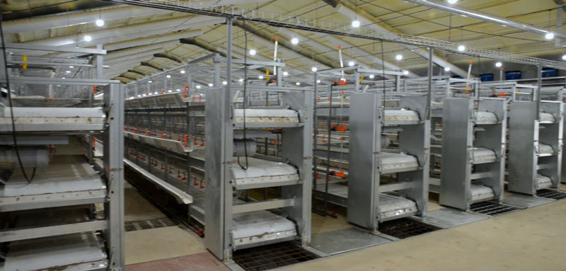 華全官網(wǎng)丨保供電，守安全！華全1000千瓦發(fā)電機(jī)組助力養(yǎng)殖企業(yè)高質(zhì)量發(fā)展